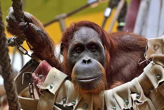 Orang Utan Matra mit Orang-Utan-Babys Quinn (lnks) und Quertin (rechts) (©Foto:Gemma Borrell / Tierpark Hellabrunn)